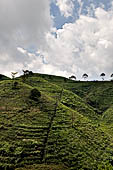 Plantations on steep slopes of the Mount Lawu.